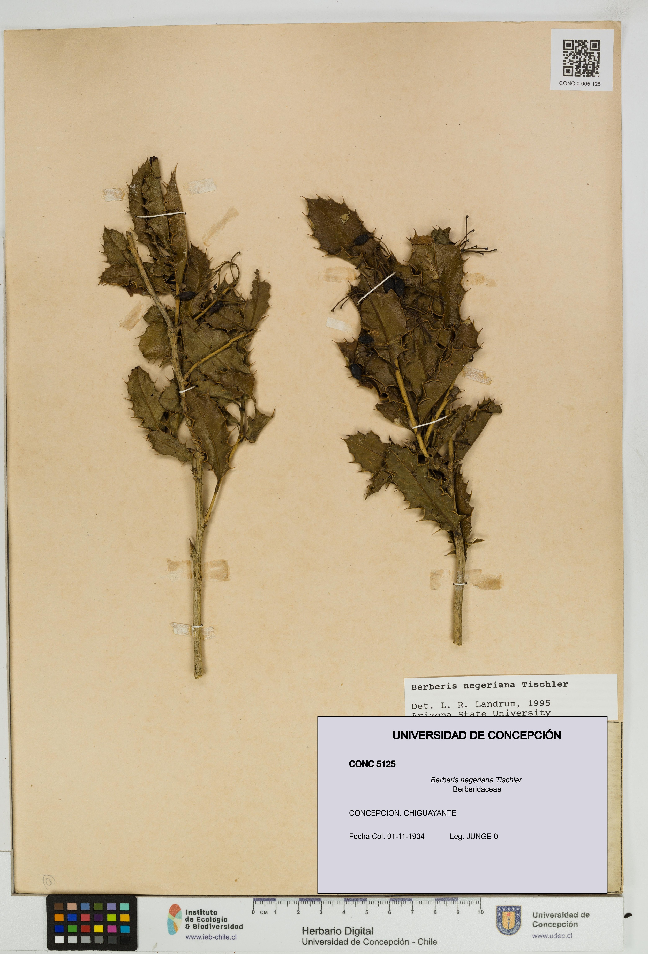 Berberis negeriana [Espécimen: UDEC:CONC:0005125]