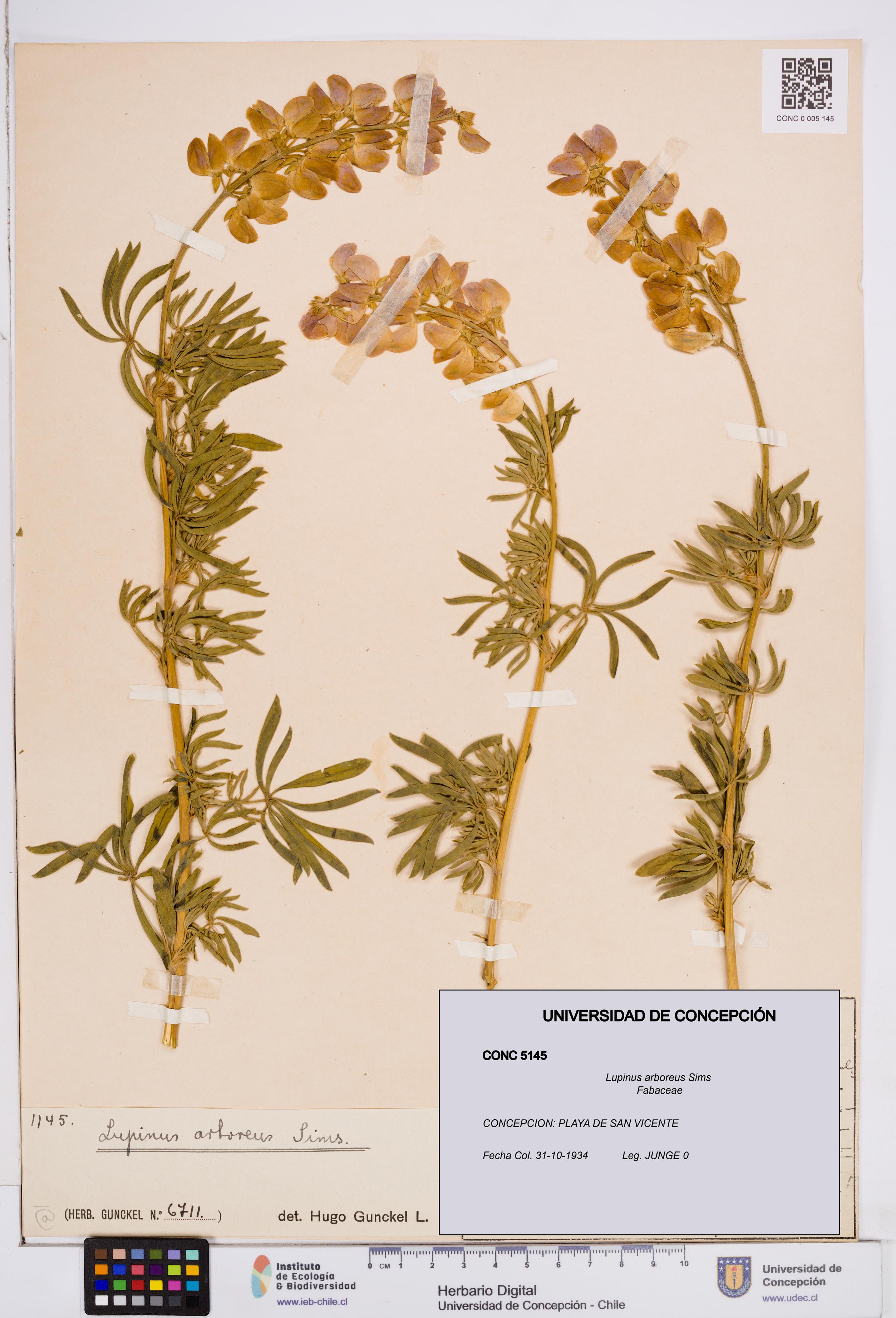 Lupinus arboreus [Espécimen: ]