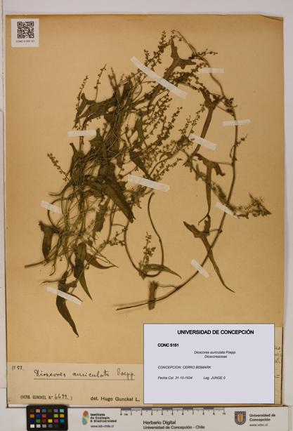 Dioscorea auriculata [Espécimen: ]