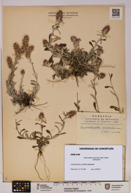 Gamochaeta americana [Espécimen: UDEC:CONC:0005152]