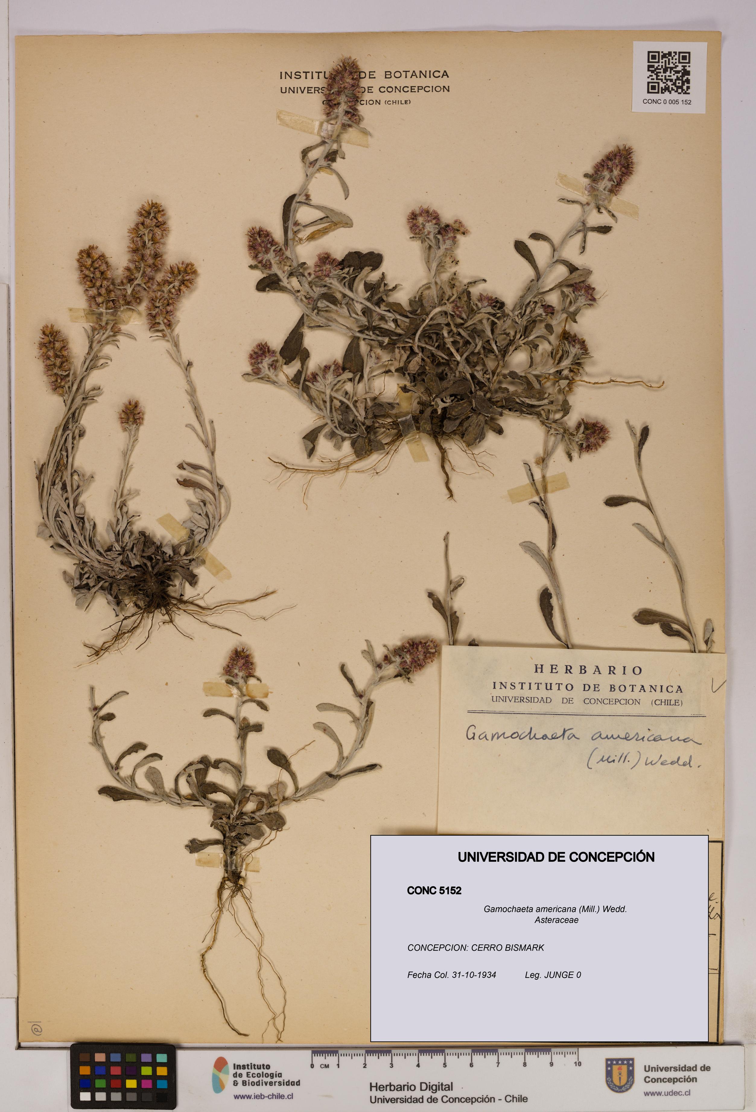 Gamochaeta americana [Espécimen: UDEC:CONC:0005152]