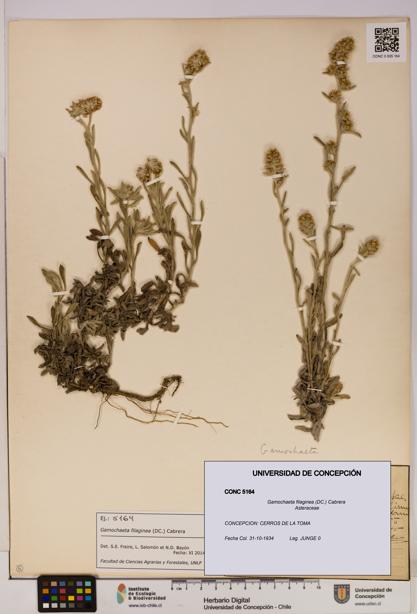 Gamochaeta filaginea [Espécimen: UDEC:CONC:0005164]