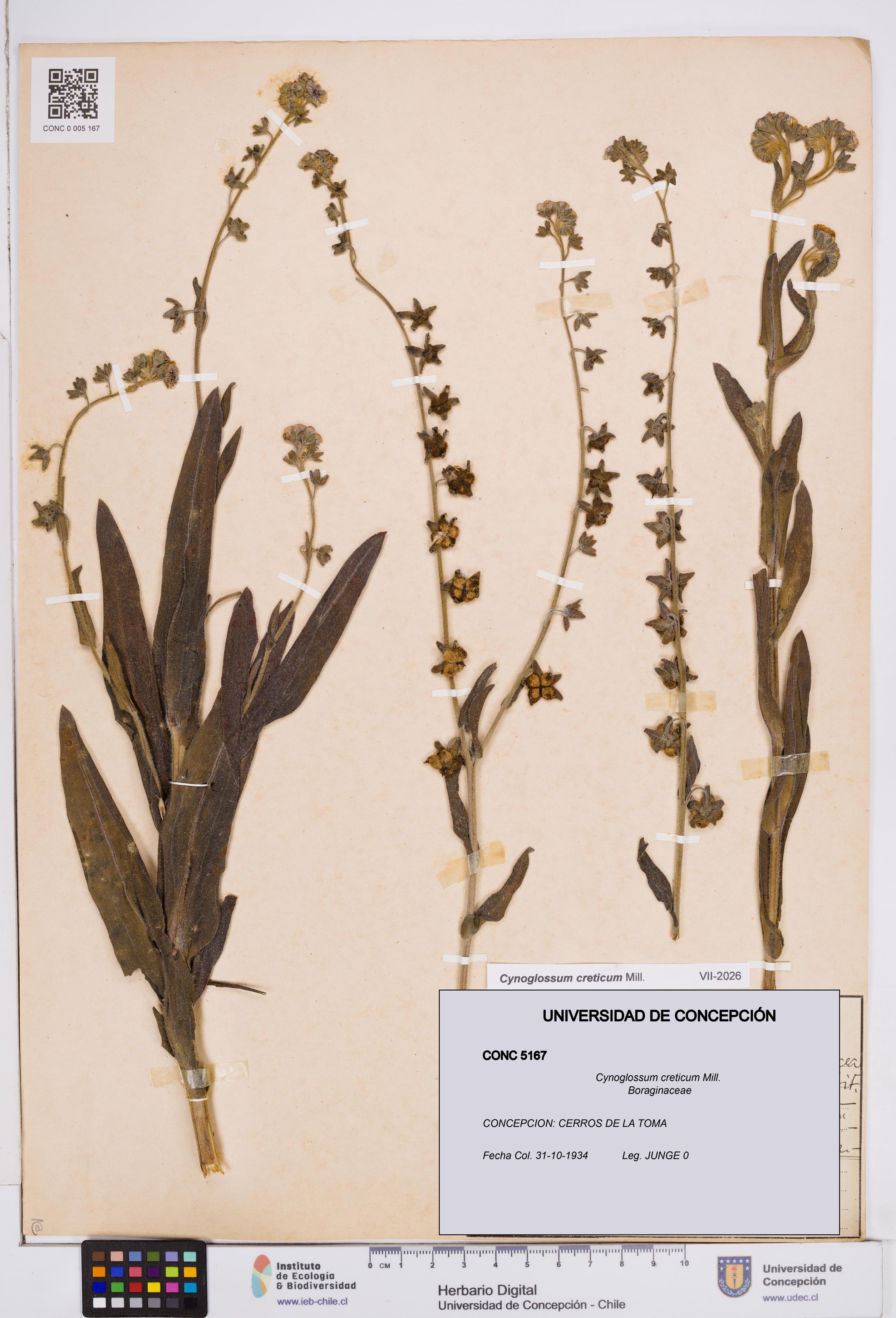 Cynoglossum creticum [Espécimen: ]