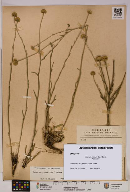 Helenium glaucum [Espécimen: UDEC:CONC:0005168]