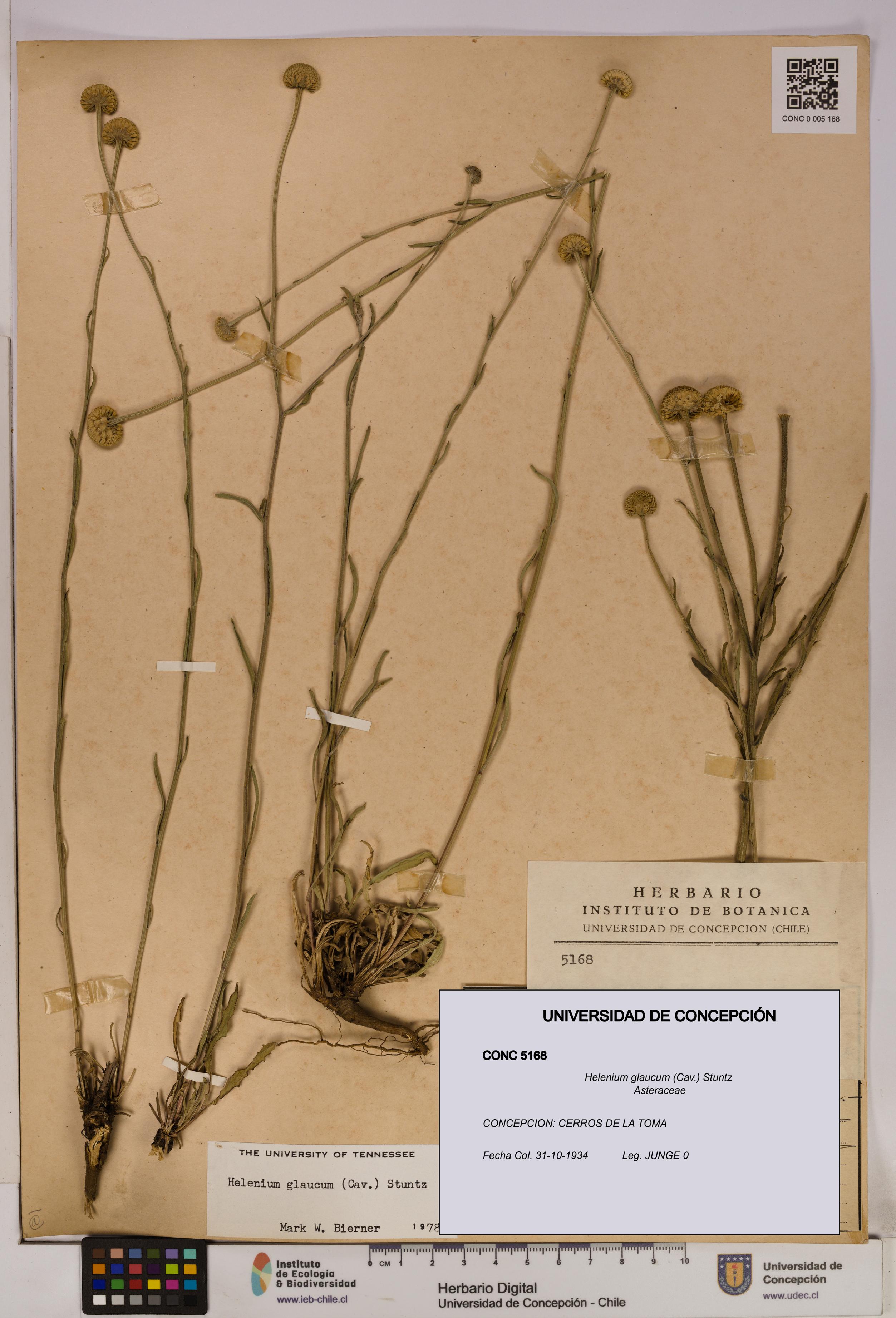 Helenium glaucum [Espécimen: UDEC:CONC:0005168]