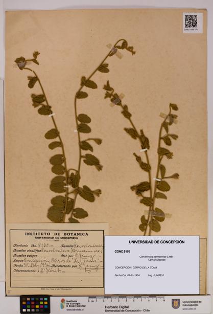 Convolvulus hermanniae [Espécimen: UDEC:CONC:0005170]