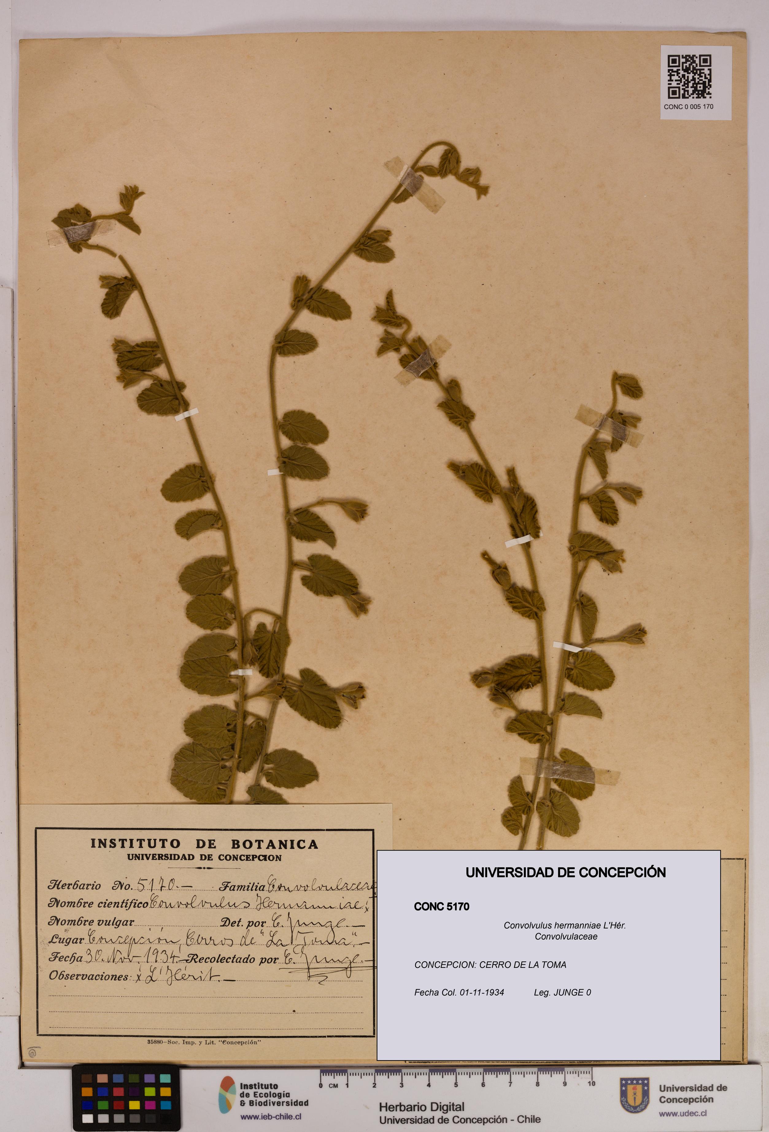 Convolvulus hermanniae [Espécimen: UDEC:CONC:0005170]