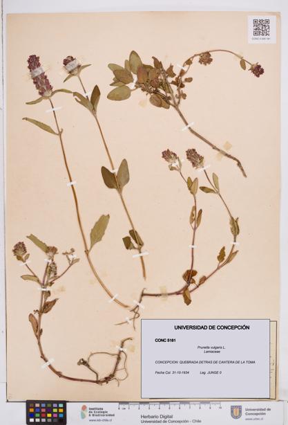 Prunella vulgaris [Espécimen: ]