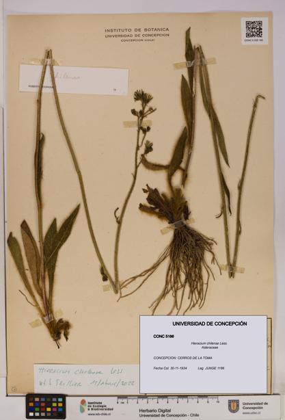 Hieracium chilense [Espécimen: UDEC:CONC:0005186]