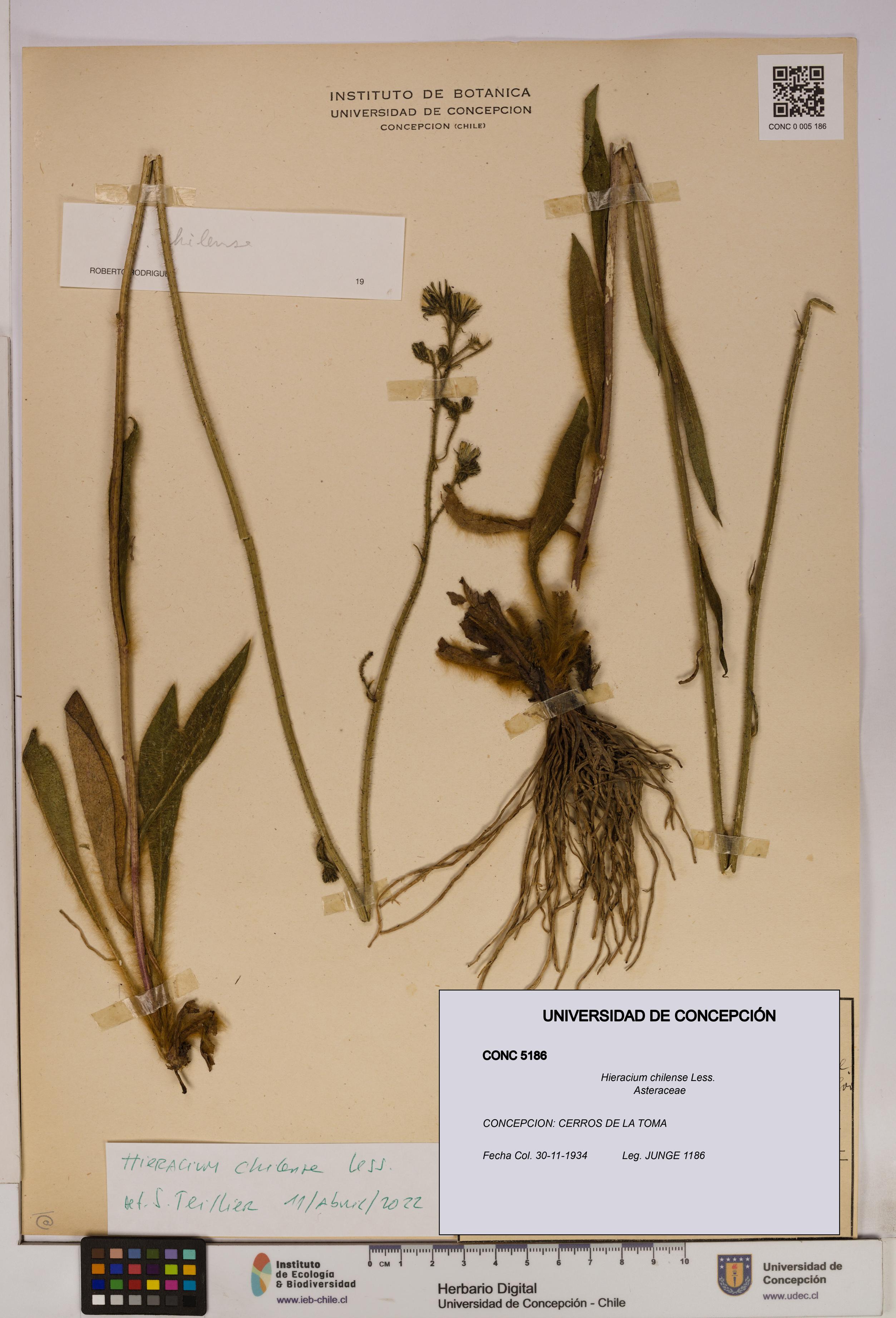 Hieracium chilense [Espécimen: UDEC:CONC:0005186]