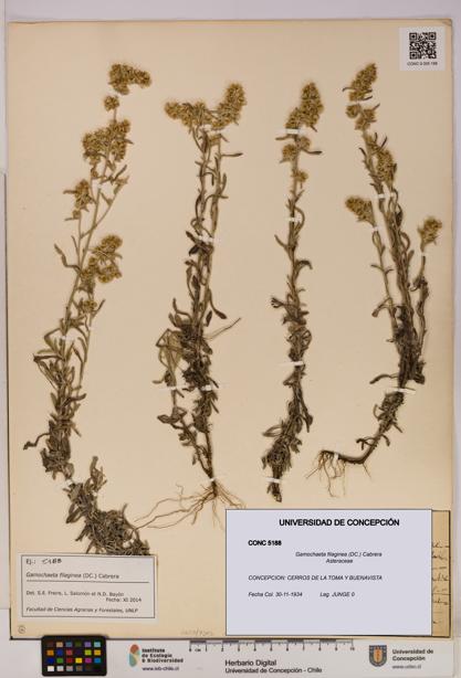 Gamochaeta filaginea [Espécimen: UDEC:CONC:0005188]