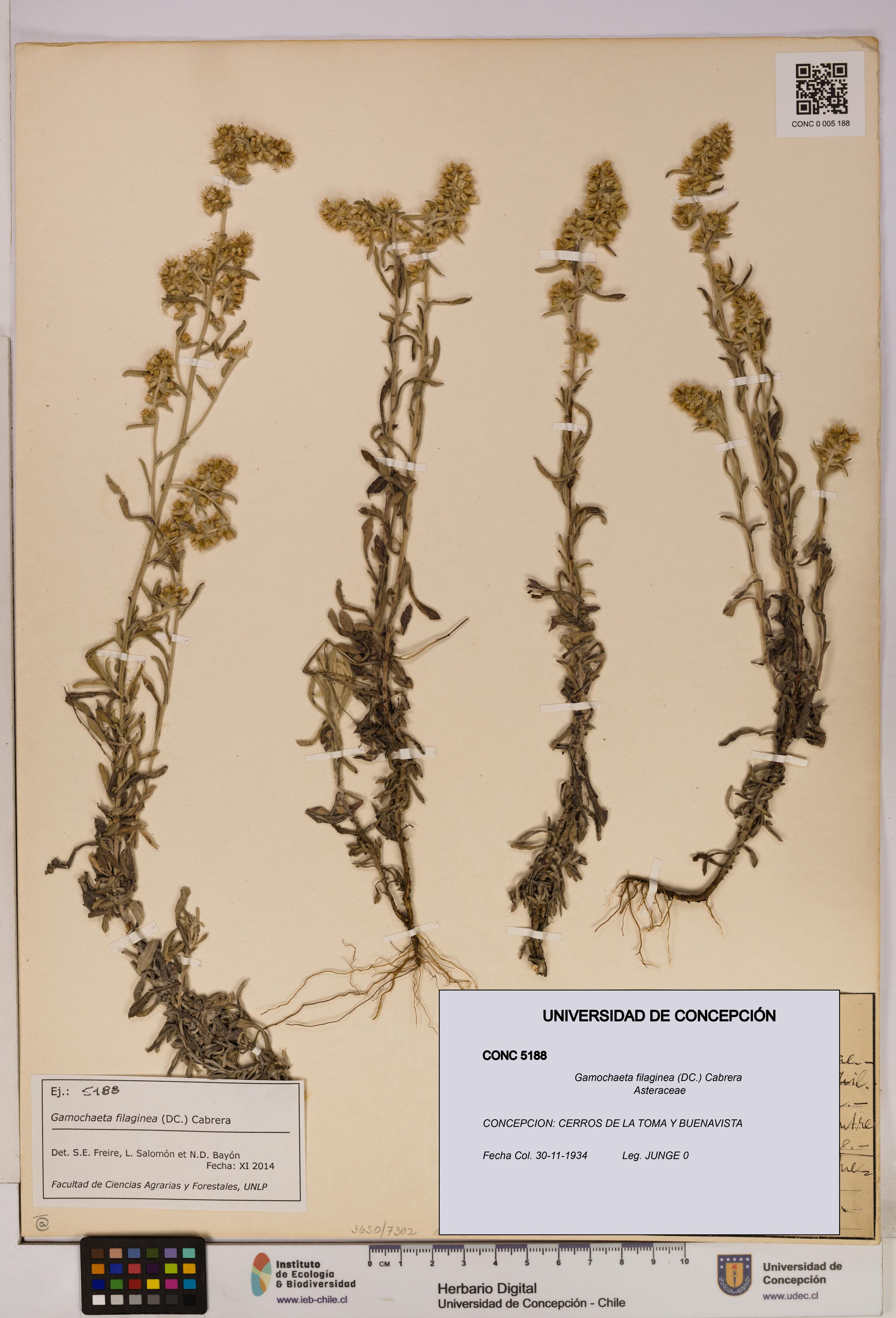 Gamochaeta filaginea [Espécimen: UDEC:CONC:0005188]