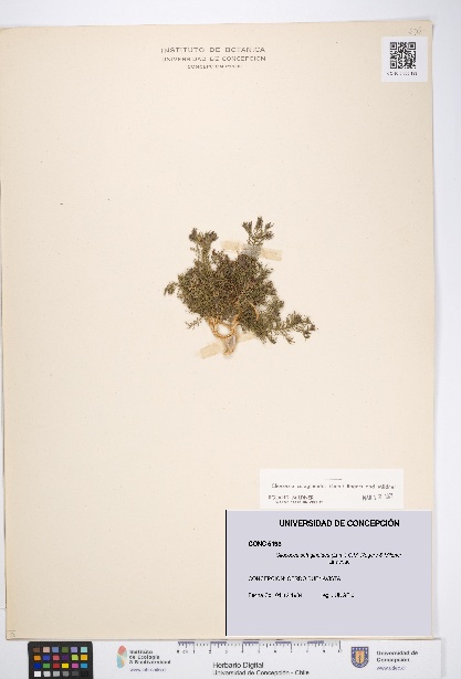 Cliococca selaginoides [Espécimen: UDEC:CONC:0005193]