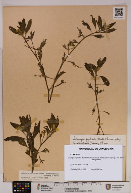 Ludwigia peploides [Espécimen: UDEC:CONC:0005220]