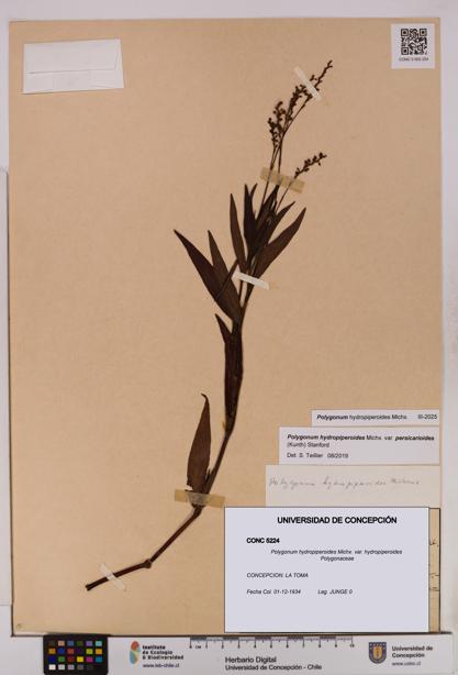Polygonum hydropiperoides var. hydropiperoides [Espécimen: UDEC:CONC:0005224]