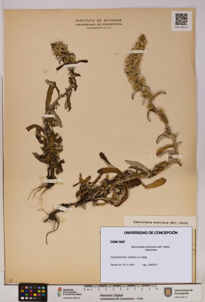 Gamochaeta americana [Espécimen: UDEC:CONC:0005227]