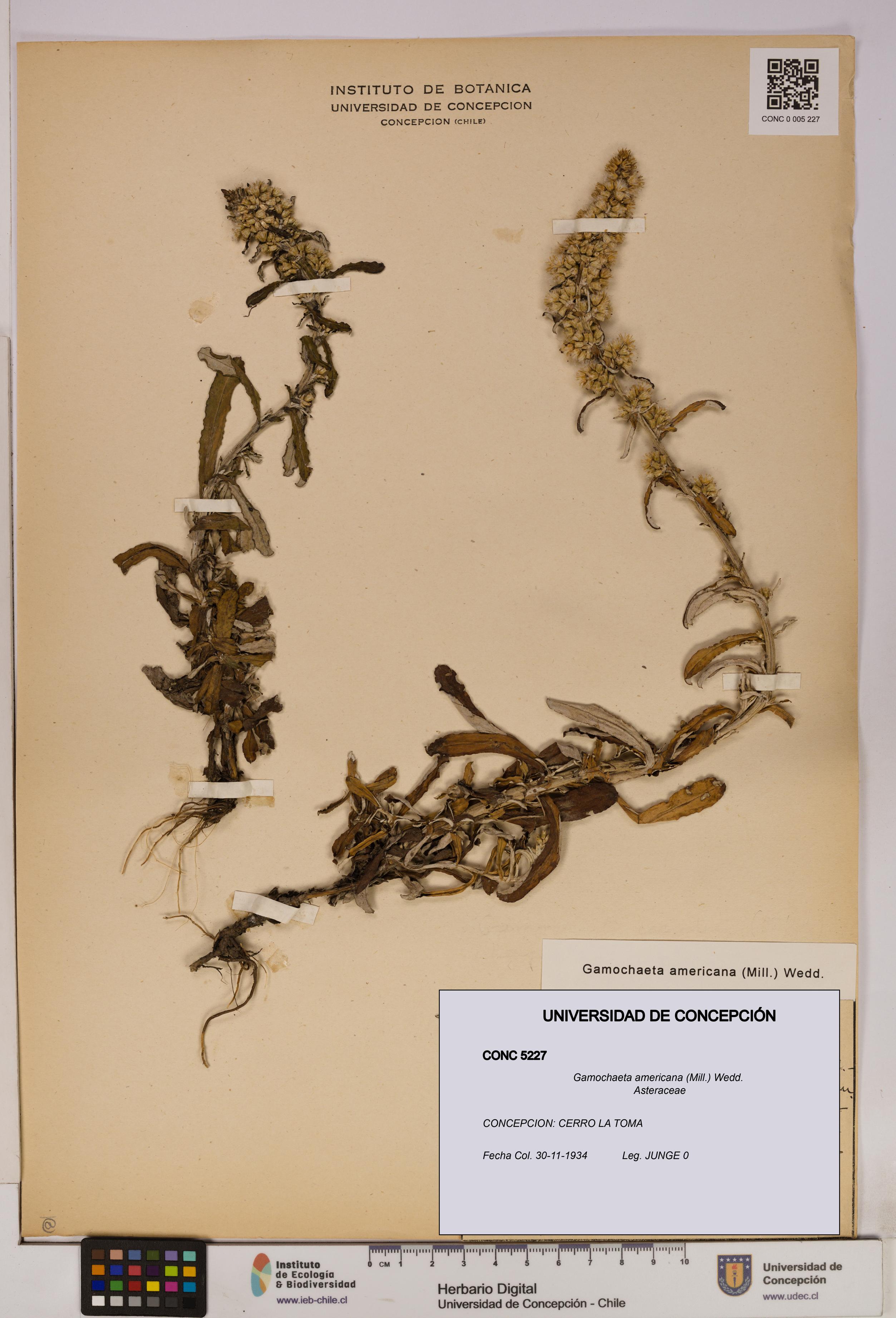 Gamochaeta americana [Espécimen: UDEC:CONC:0005227]