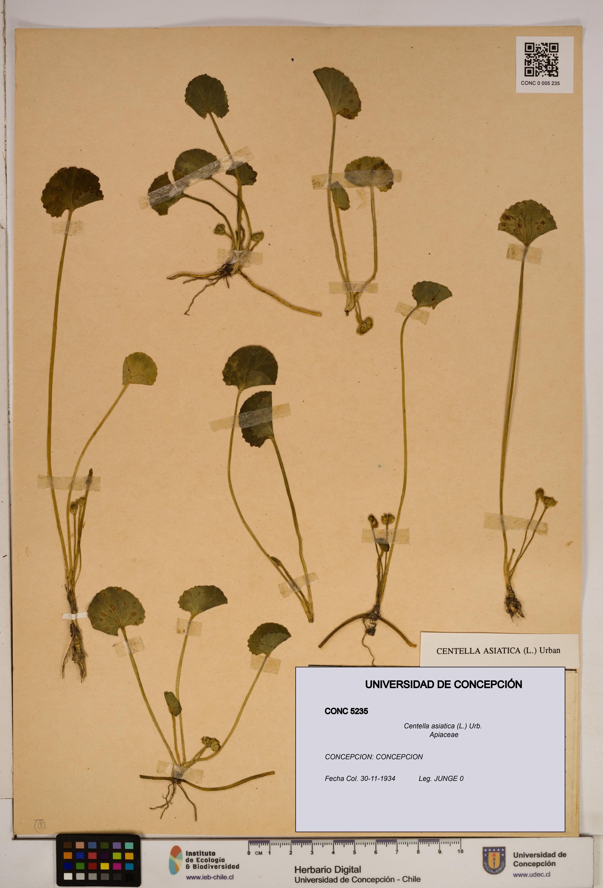 Centella asiatica [Espécimen: ]