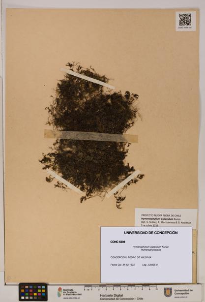 Hymenophyllum asperulum [Espécimen: UDEC:CONC:0005236]