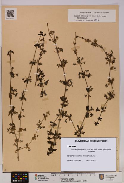 Galium hypocarpium subsp. hypocarpium [Espécimen: UDEC:CONC:0005239]