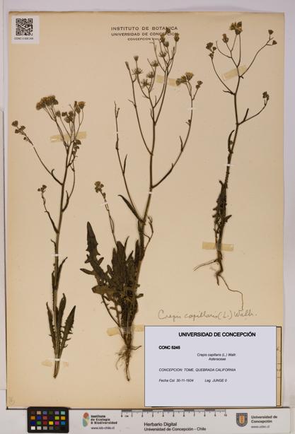 Crepis capillaris [Espécimen: UDEC:CONC:0005245]
