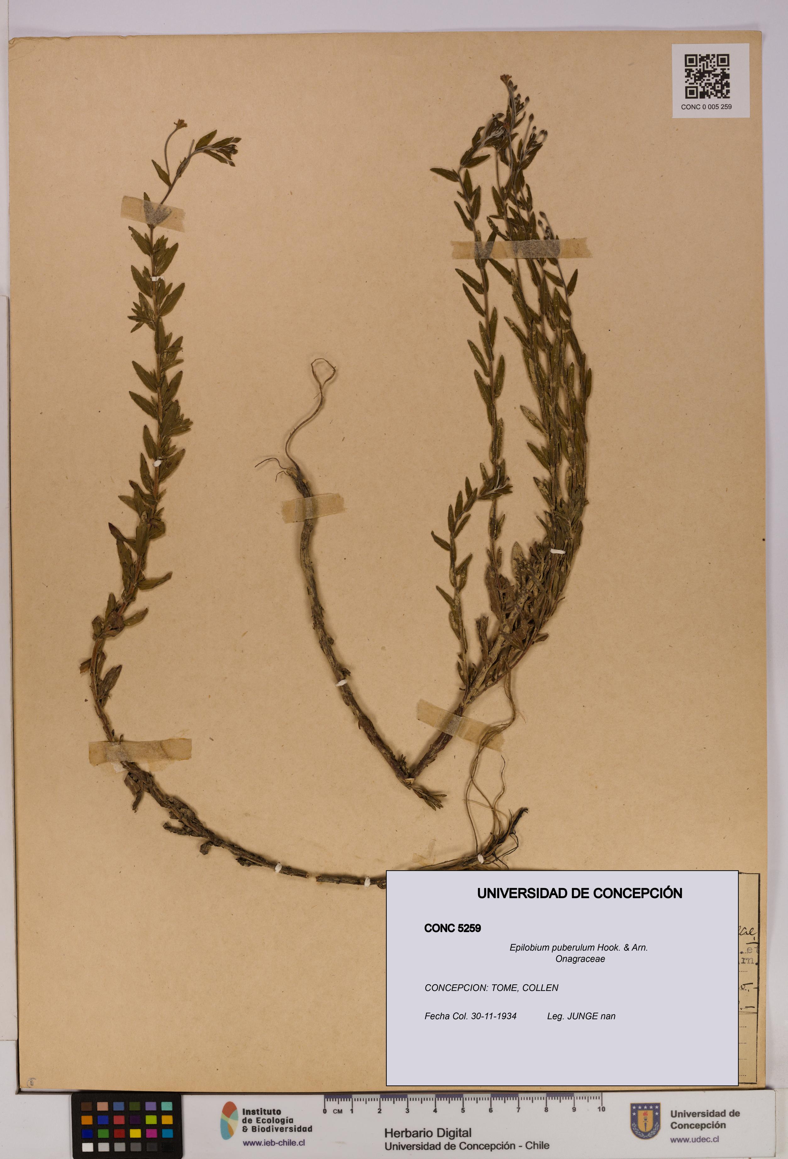 Epilobium puberulum [Espécimen: UDEC:CONC:0005259]