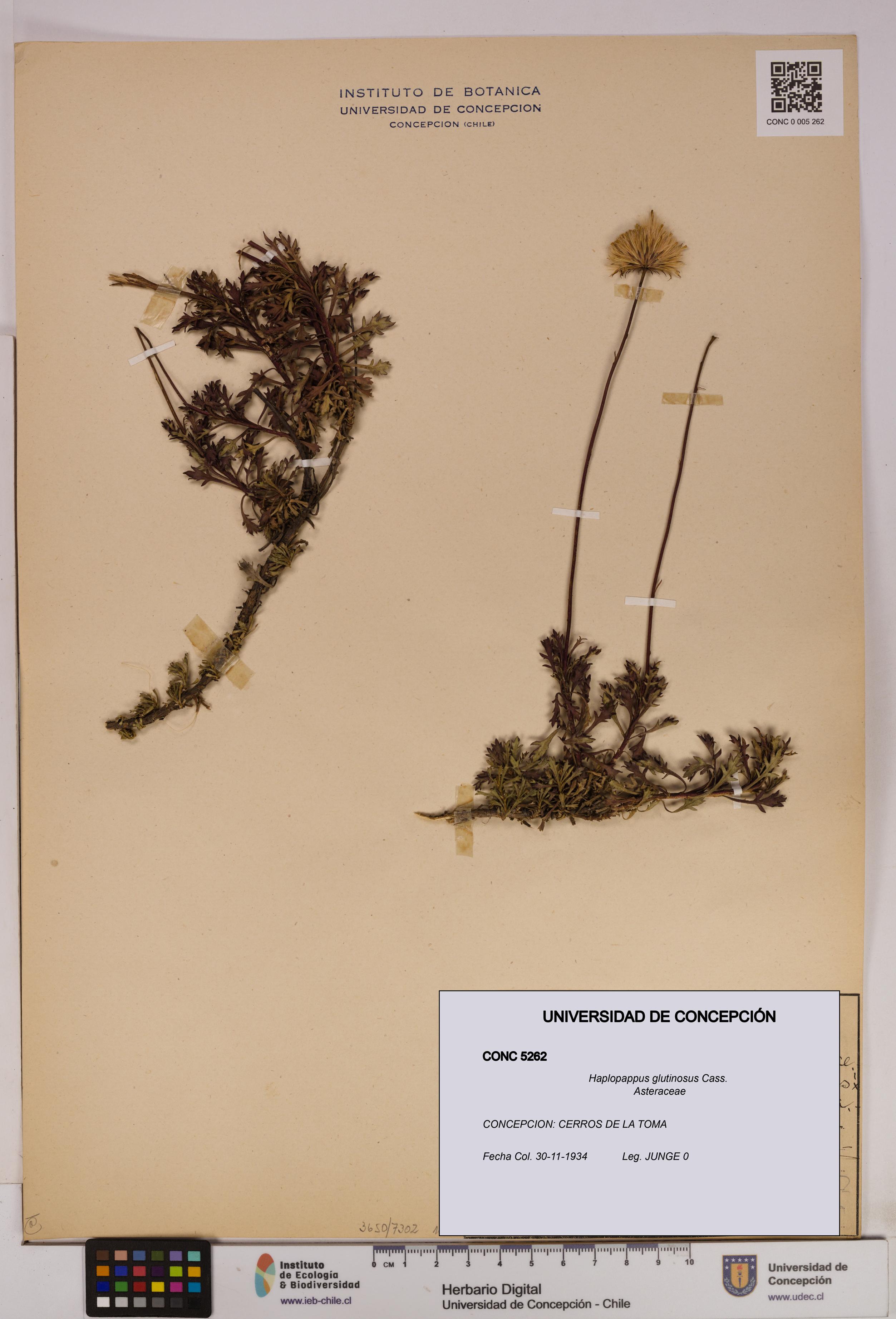 Haplopappus glutinosus [Espécimen: UDEC:CONC:0005262]