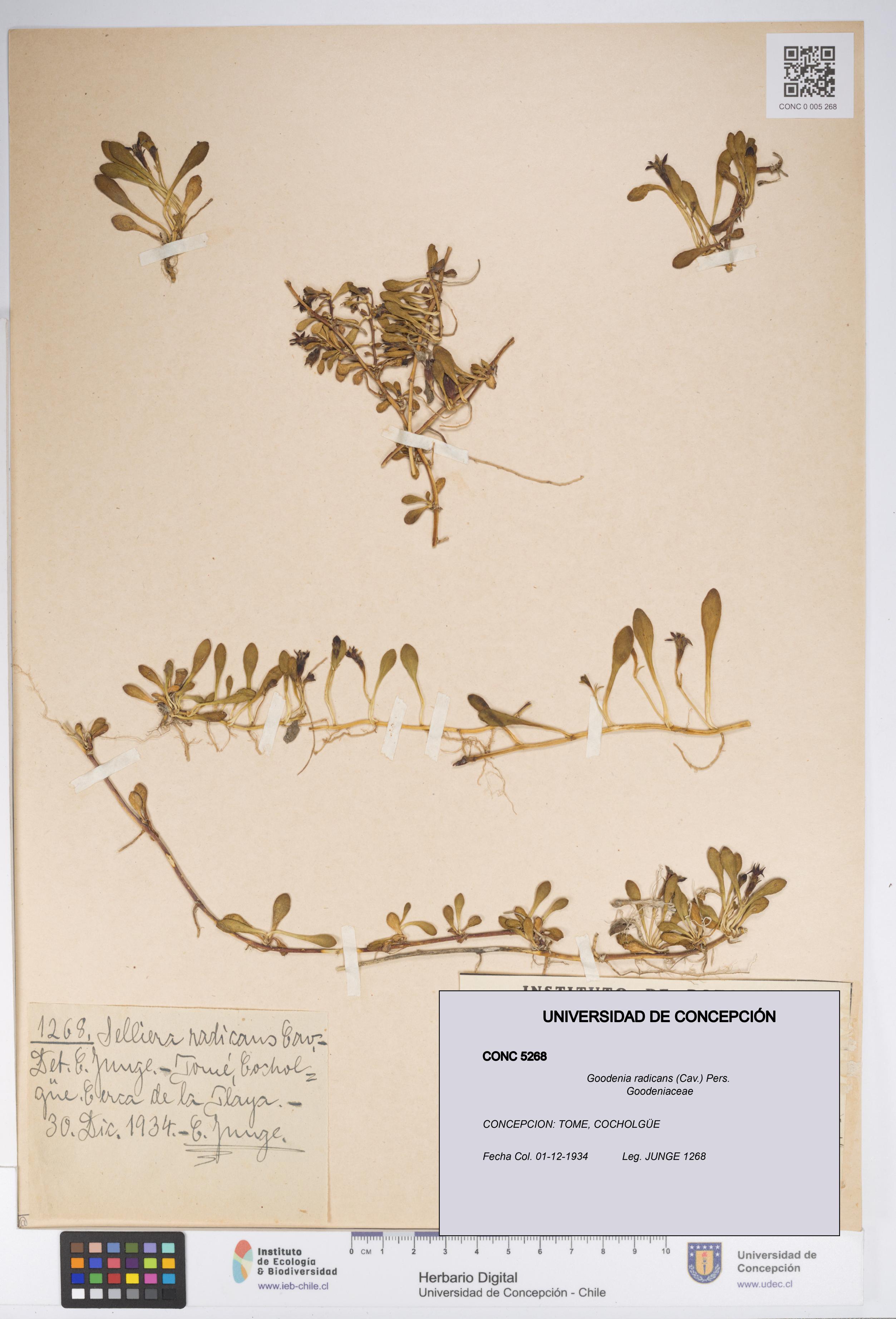 Goodenia radicans [Espécimen: UDEC:CONC:0005268]