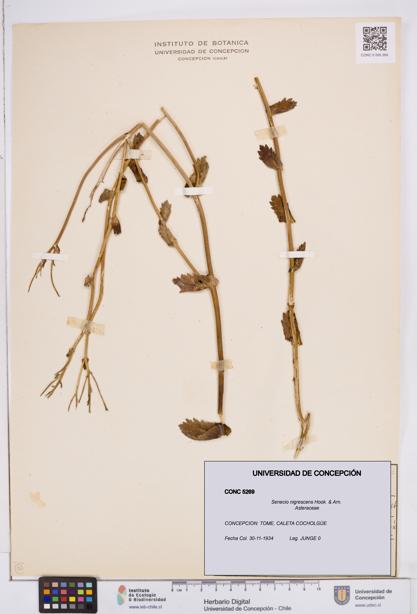 Senecio nigrescens [Espécimen: ]