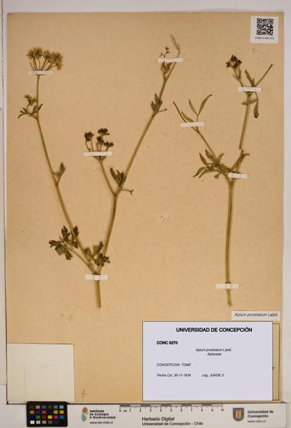 Apium prostratum [Espécimen: ]
