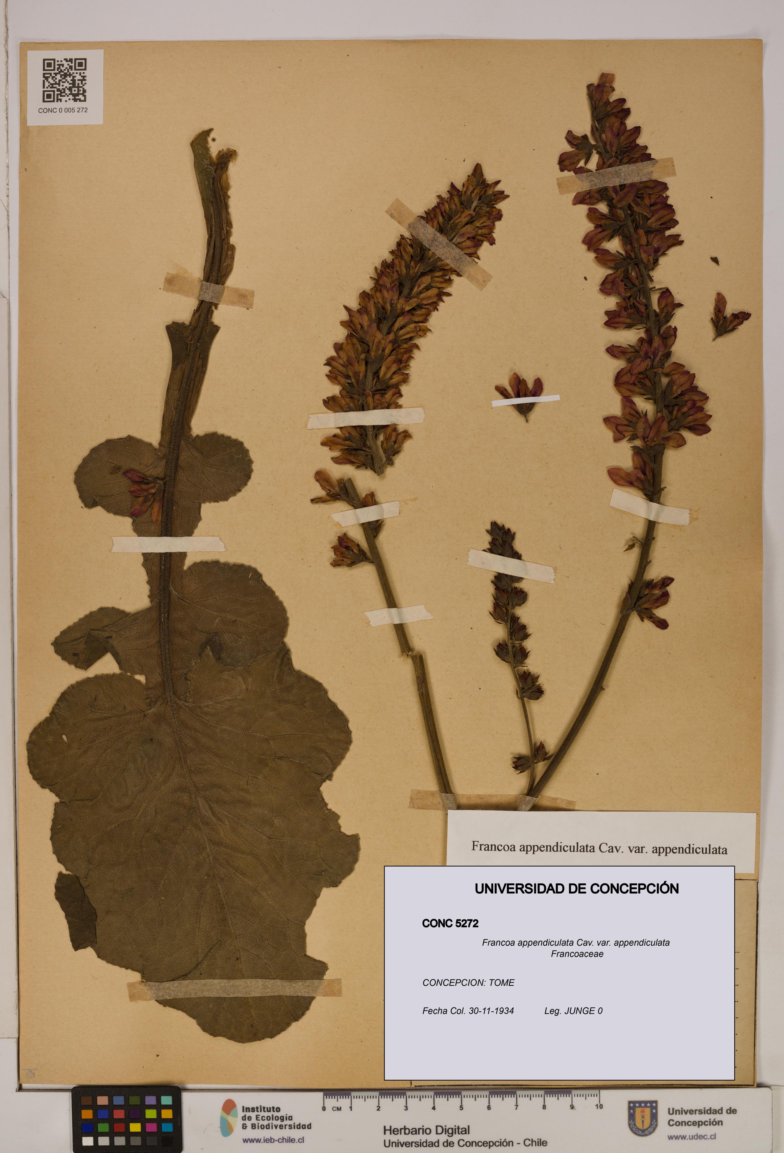 Francoa appendiculata [Espécimen: ]