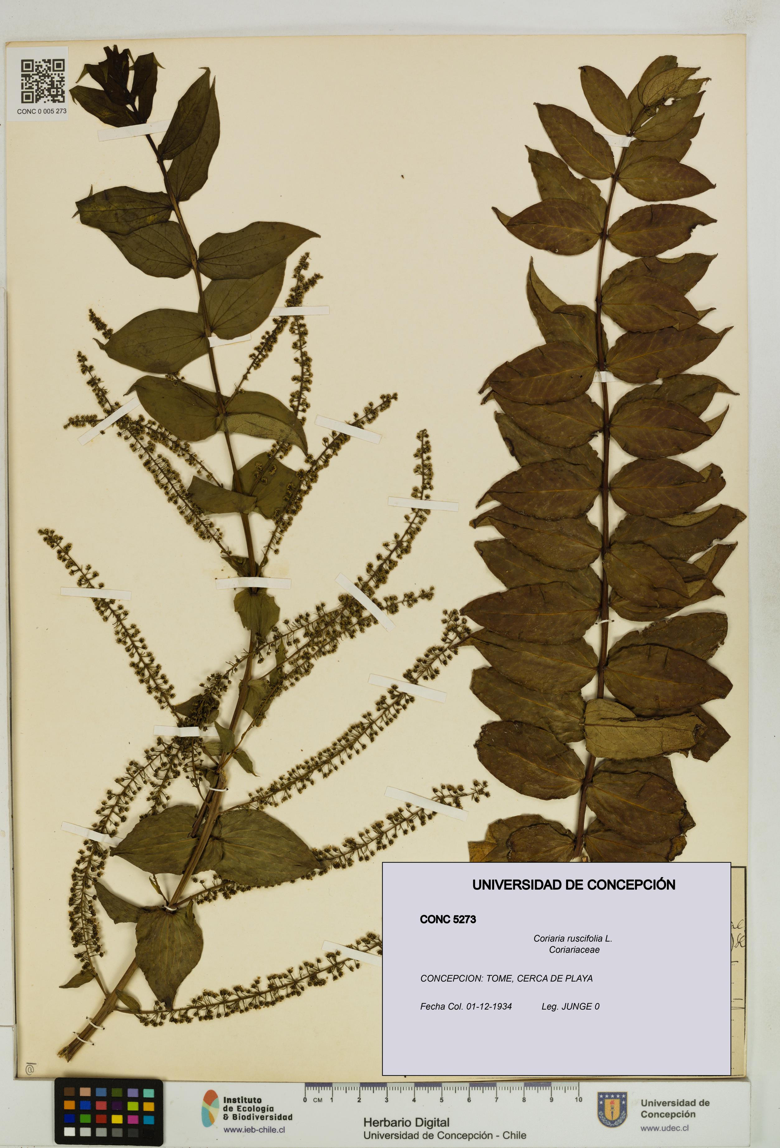 Coriaria ruscifolia [Espécimen: ]