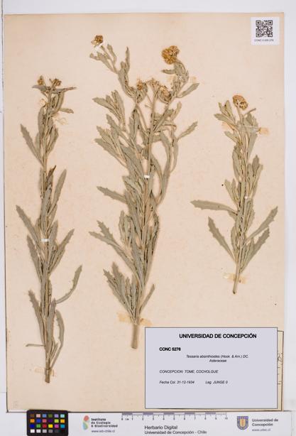 Tessaria absinthioides [Espécimen: ]