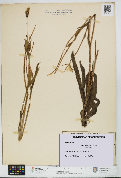 Picrosia longifolia [Espécimen: UDEC:CONC:0005277]