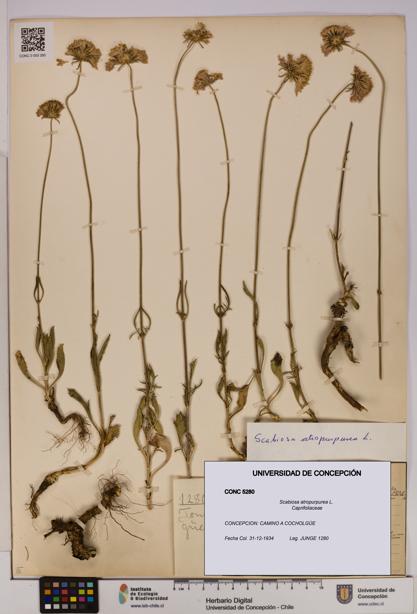 Scabiosa atropurpurea [Espécimen: UDEC:CONC:0005280]