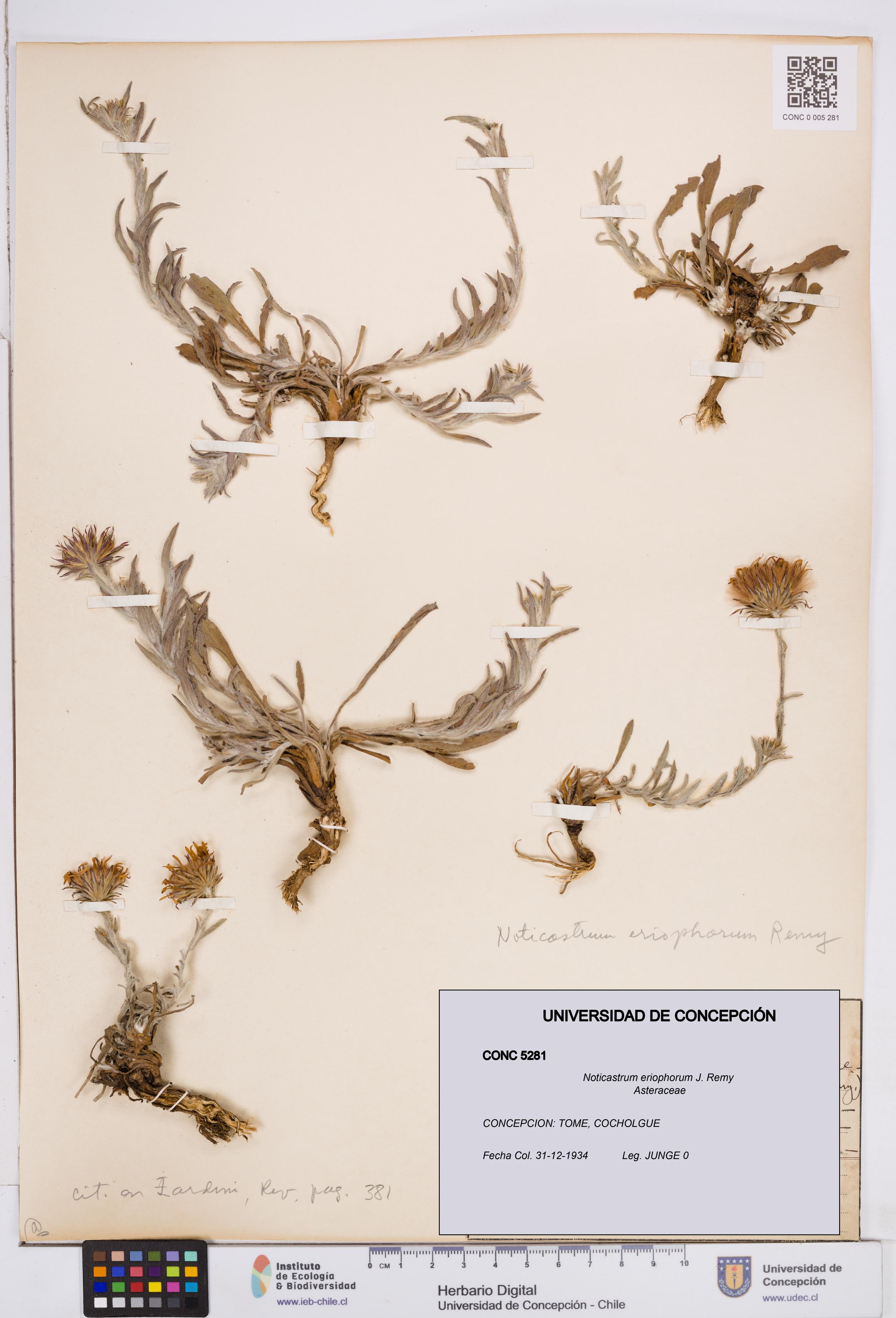 Noticastrum eriophorum [Espécimen: ]
