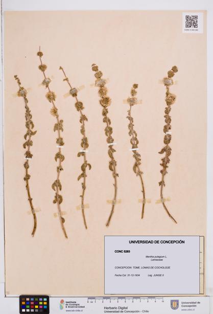 Mentha pulegium [Espécimen: ]