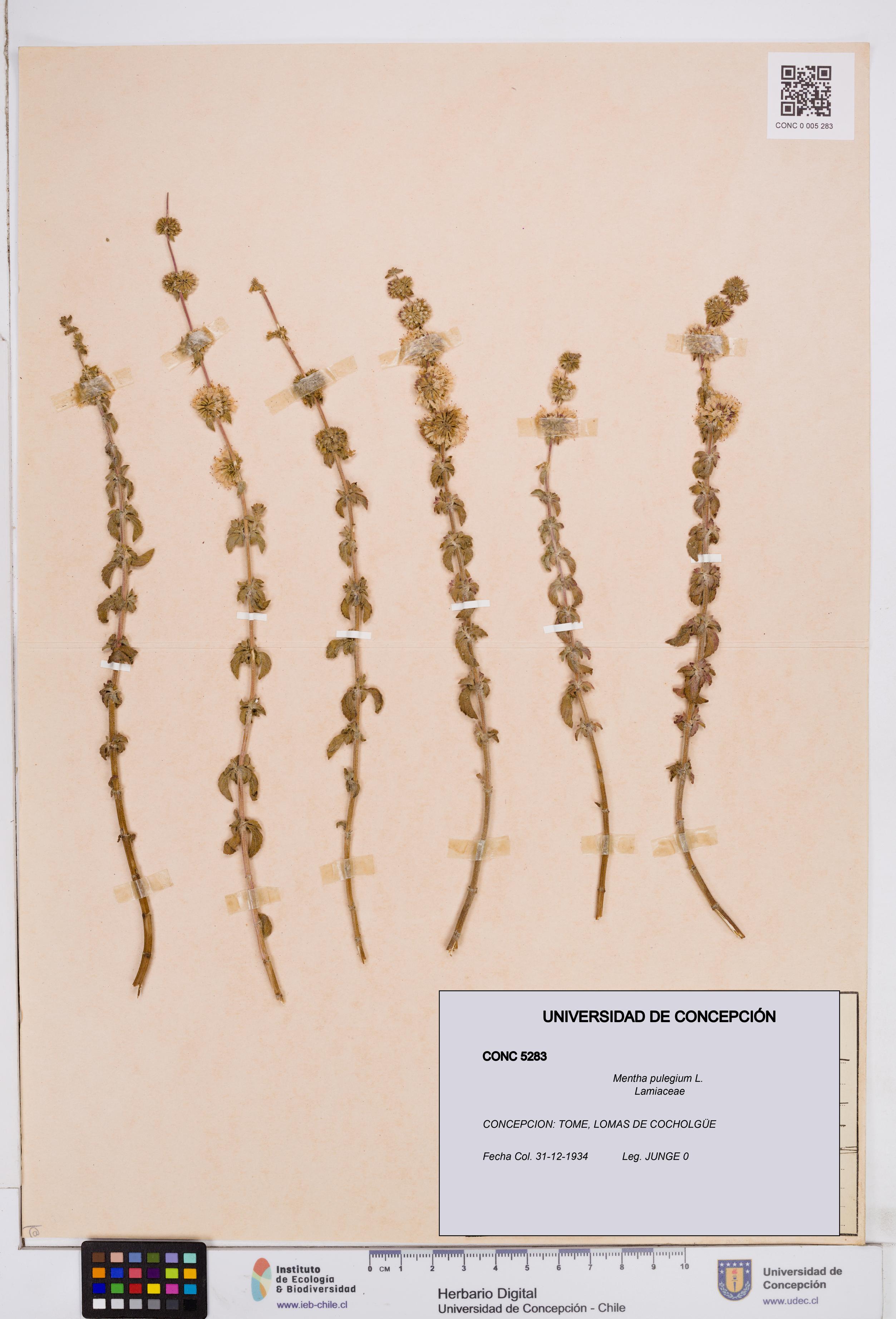 Mentha pulegium [Espécimen: ]