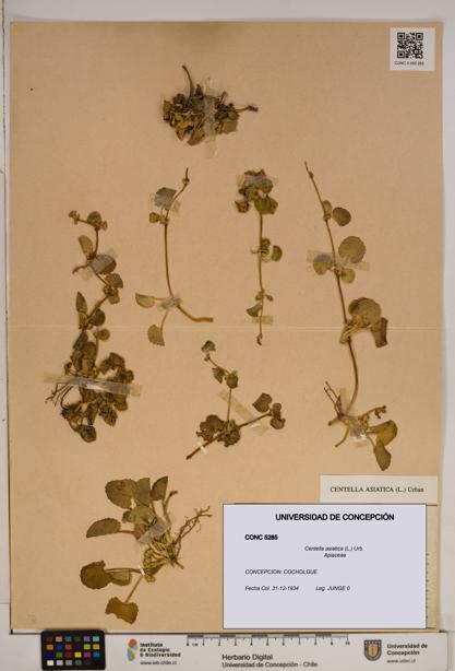 Centella asiatica [Espécimen: ]