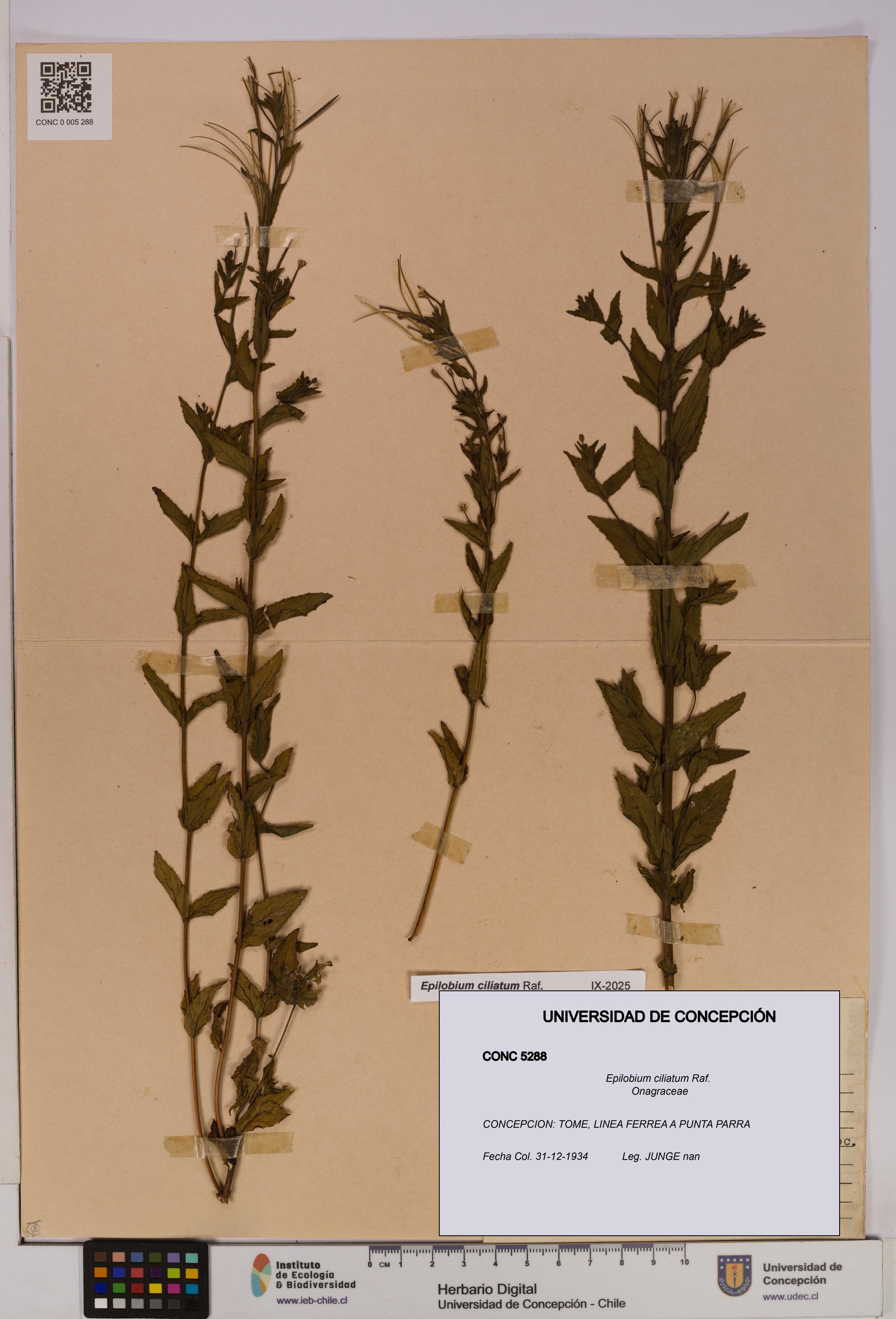 Epilobium ciliatum [Espécimen: UDEC:CONC:0005288]
