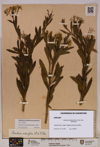 Baccharis salicifolia [Espécimen: UDEC:CONC:0005291]
