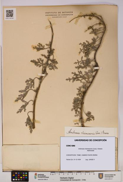 Ambrosia chamissonis [Espécimen: UDEC:CONC:0005292]