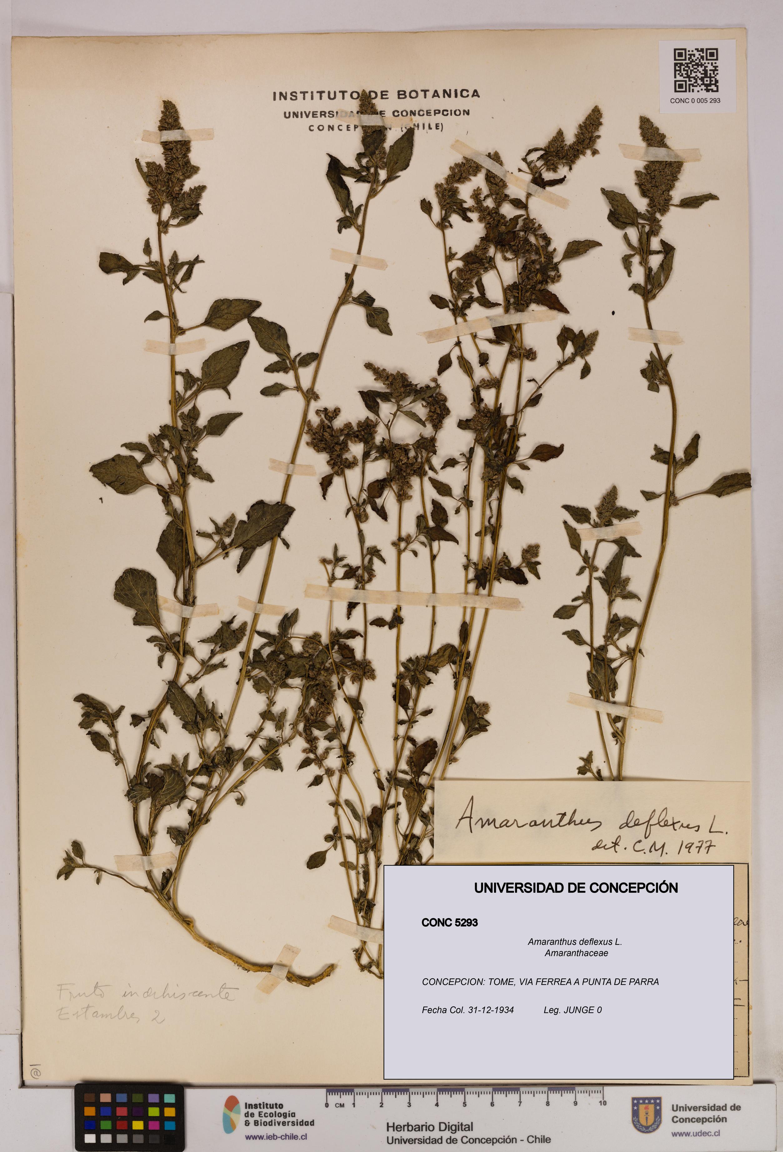Amaranthus deflexus [Espécimen: UDEC:CONC:0005293]