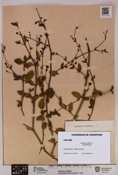 Boerhavia diffusa [Espécimen: UDEC:CONC:0005295]