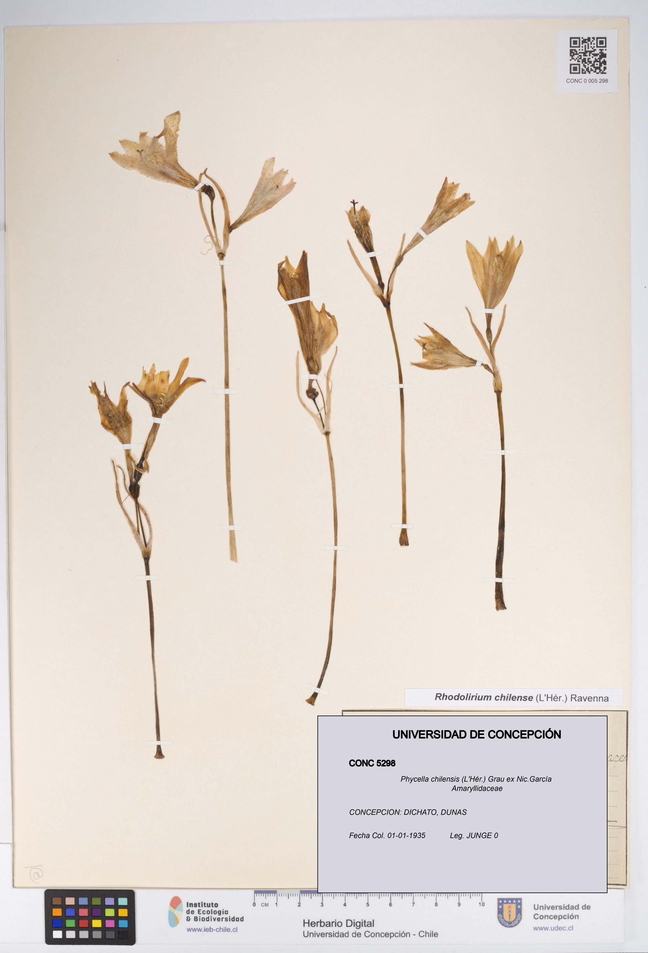 Phycella chilensis [Espécimen: UDEC:CONC:0005298]
