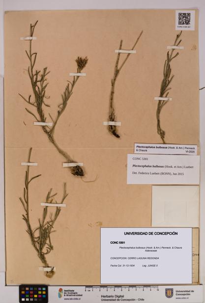 Plectocephalus bulbosus [Espécimen: UDEC:CONC:0005301]