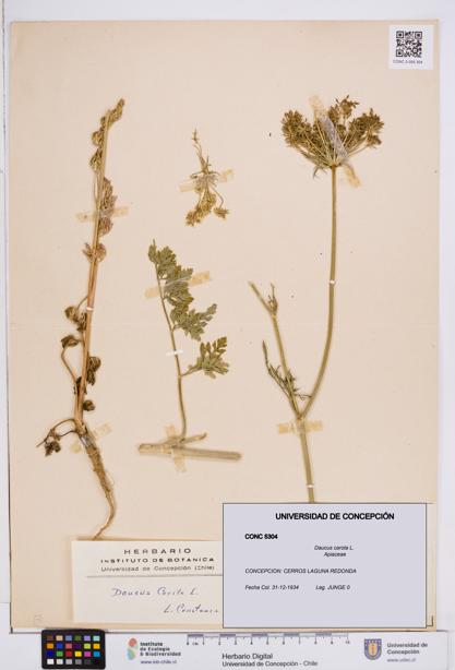 Daucus carota [Espécimen: ]