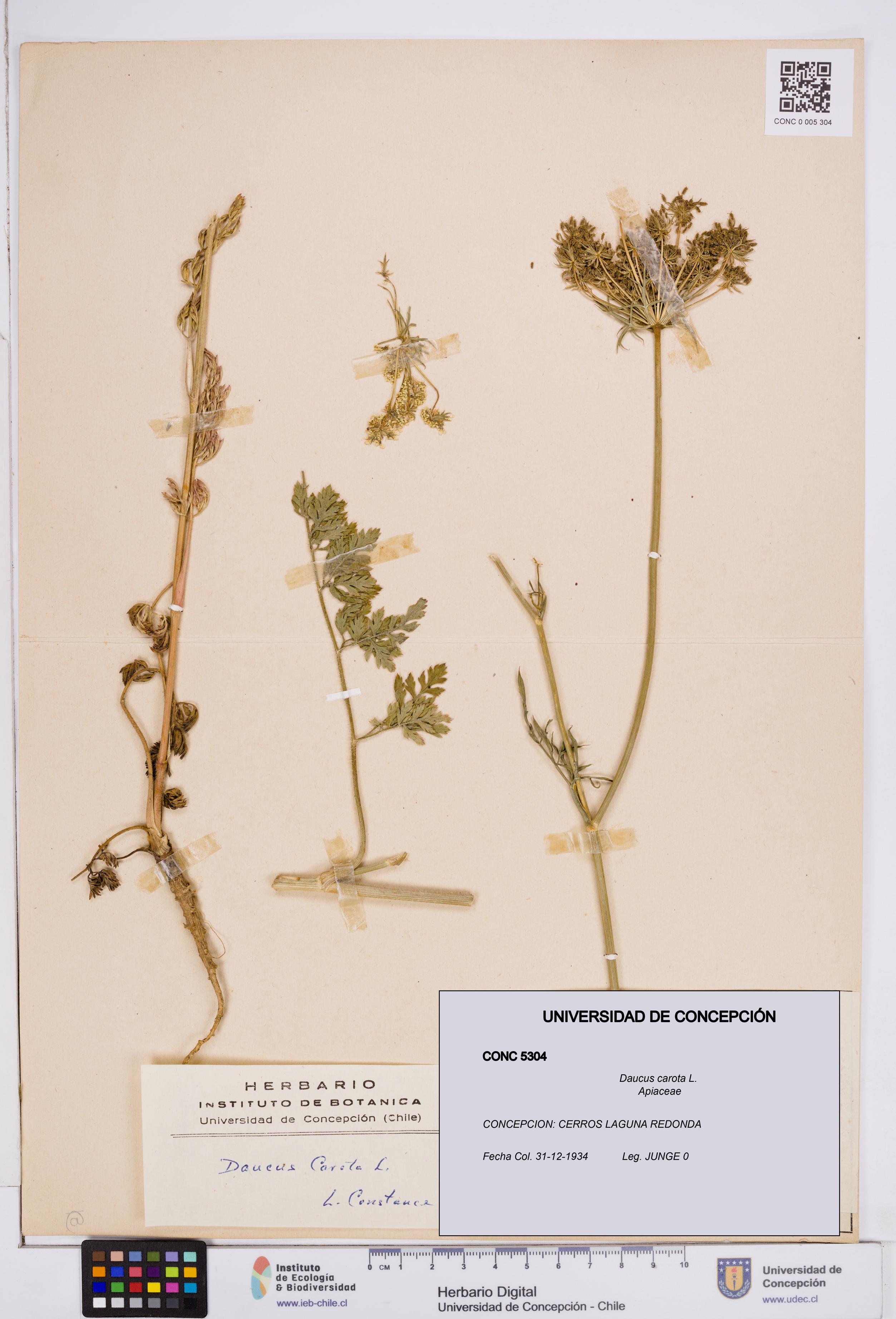 Daucus carota [Espécimen: ]
