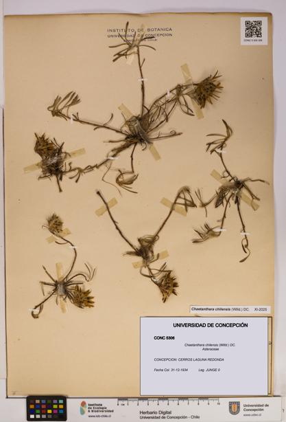 Chaetanthera chilensis [Espécimen: UDEC:CONC:0005306]