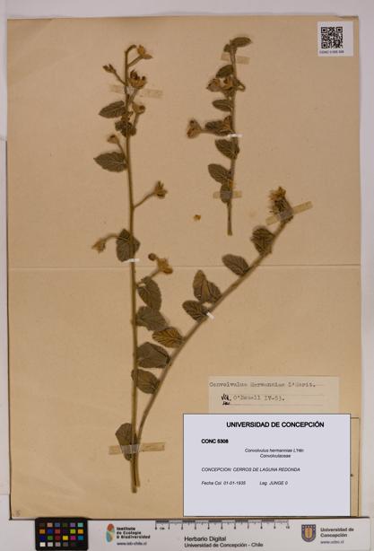 Convolvulus hermanniae [Espécimen: UDEC:CONC:0005308]